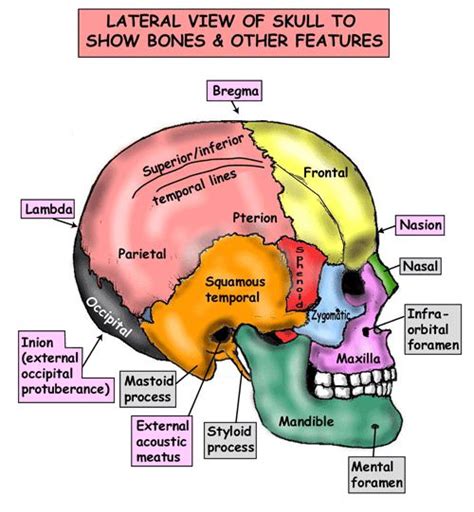 Instant Anatomy - Head and Neck - Areas/Organs - Skull - Lateral view of skull | Craniosacral ...