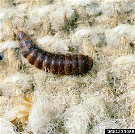 Warehouse Beetle Larvae