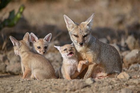 Kit Fox | Animals Happen Wildlife Control