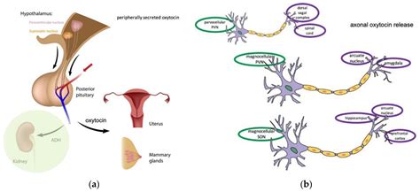 Oxytocin Hormone Function