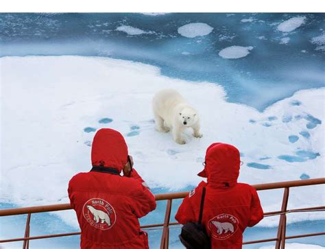 Polar Bear vs. Walrus | Poseidon Expeditions