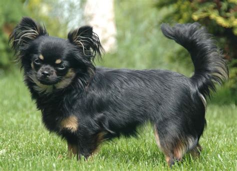 chihuahua long coat |different breeds of dogs pictures| dogs and puppies