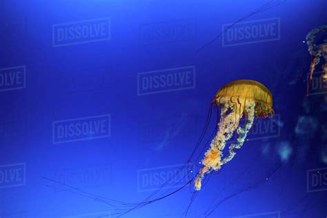 Sea Wasp Jellyfish (Chironex fleckeri) swimming underwater in blue sea, the deadliest jellyfish ...