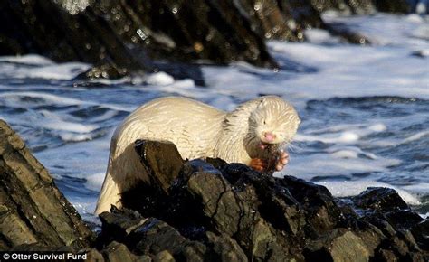 rare albino otter enjoys a fish meal in a photo snapped in Moray by an amateur wildlife ...