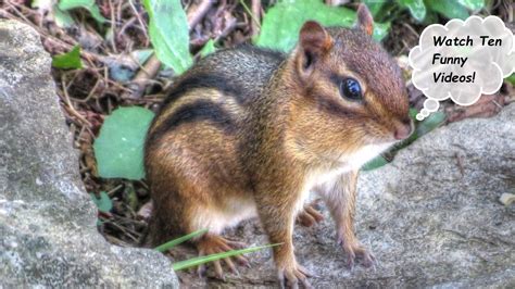 Backyard Birding....and Nature: 10 Funniest Chipmunk Videos