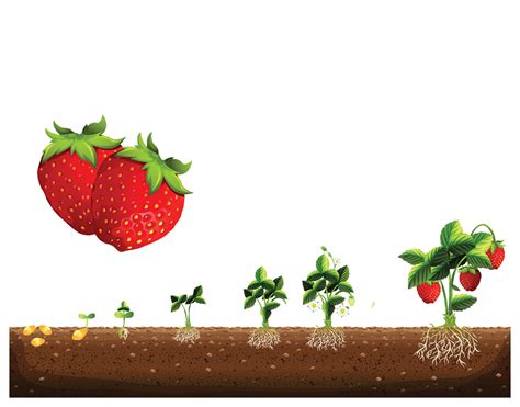 The cycle of growth of a strawberry plant. Strawberry plant growth stages. Strawberry plant ...