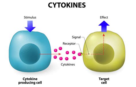 A Comprehensive Range Analysis of Cytokines and Chemokines