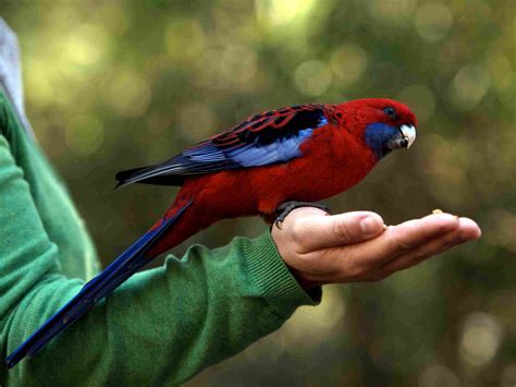 5 Best Large Parrots to Keep as Pets