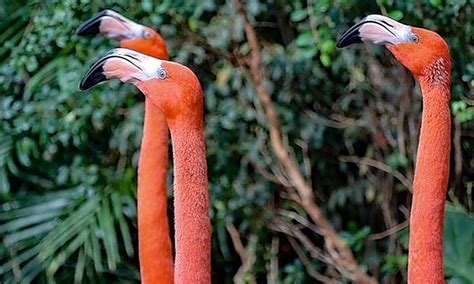 Meet Our Flock! Introduction to Flamingo Adaptations (Animal, Biology) | Small Online Class for ...