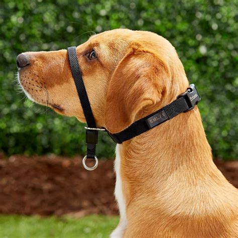 FRISCO Dog Headcollar, Small - Chewy.com