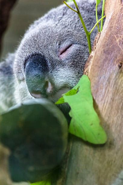 Best Koala Claws Stock Photos, Pictures & Royalty-Free Images - iStock