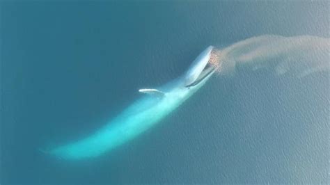 See Blue Whales Lunge For Dinner in Beautiful Drone Footage