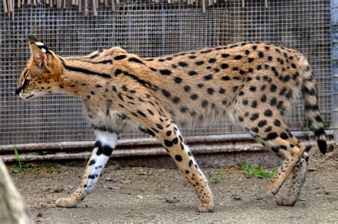 Take A Look At 5 Of The World's Biggest Cat Breeds