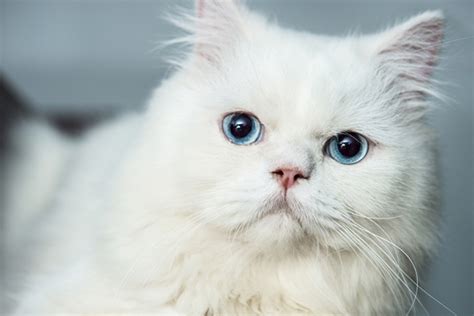 4 Things to Know About Cats With Blue Eyes - Catster