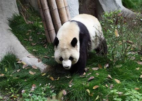 Giant Panda Behavior - AnimalBehaviorCorner