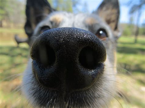 Los perros pueden detectar con precisión el cáncer - Qué Pasa