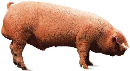 Landrace | breed of pig | Britannica