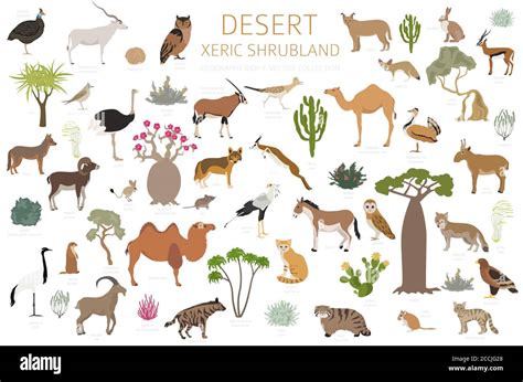 Desert biome, xeric shrubland natural region infographic. Terrestrial ecosystem world map ...