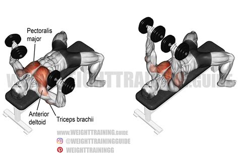 Dumbbell bench press exercise guide and video | Weight Training Guide