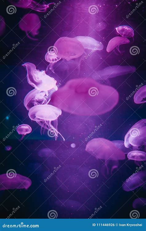 Violet Jellyfishes in Aquarium Stock Photo - Image of jellyfish, jelly: 111446926