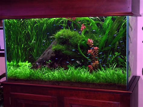 freshwater fish tank designs - Reynalda Benoit