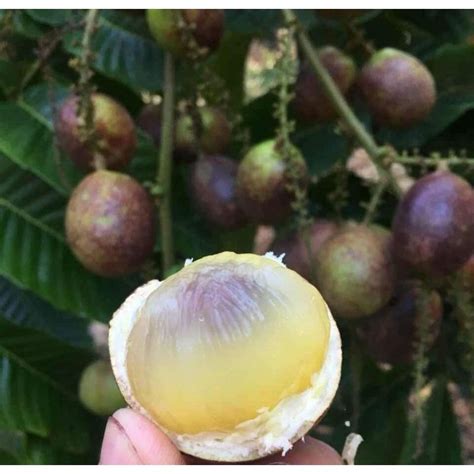 Longan Brazil (buah 3rasa)(durian+rambutan+laici) | Shopee Malaysia