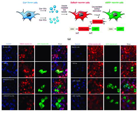 Cre+-EVs and Cre+-NVs transfer of Cre-recombinase mRNA or protein to... | Download Scientific ...