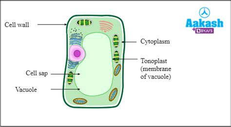 Vacuole Structure