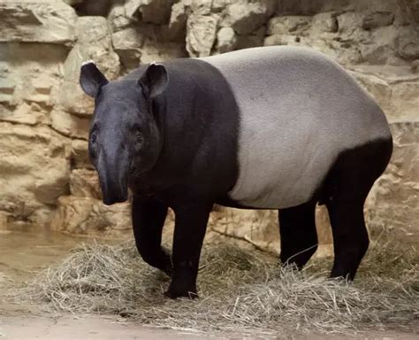 Malayan Tapir Facts | Anatomy, Diet, Habitat, Behavior - Animals Time