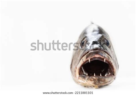 50,506 Fish With Teeth Images, Stock Photos & Vectors | Shutterstock