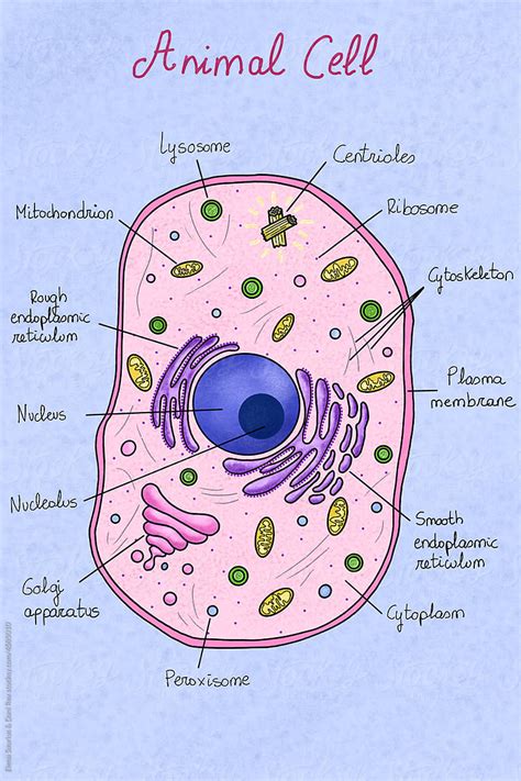 Animal Cell Structure Cytoskeleton