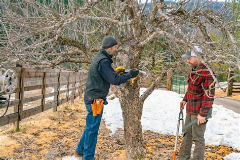 PRUNING FRUIT TREES THE RIGHT WAY (FOR THE BEST HARVEST)