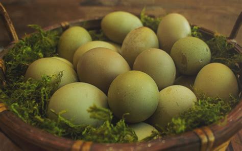 Olive Egger eggs ( 1st-3rd generation eggs) - Cackle Hatchery