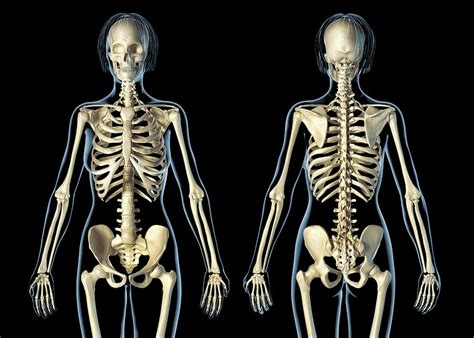 Female Skeletal Anatomy