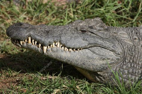 Nile Crocodile Teeth — Stock Photo © fouroaks #3438933