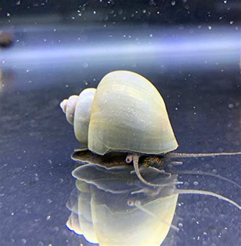 All About Blue Mystery Snails: Appearance, Habitat, and Care Guide - AquaWorldHub