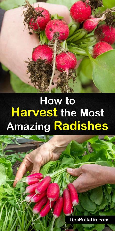 Radish Harvesting Guide - How to Pick Radishes