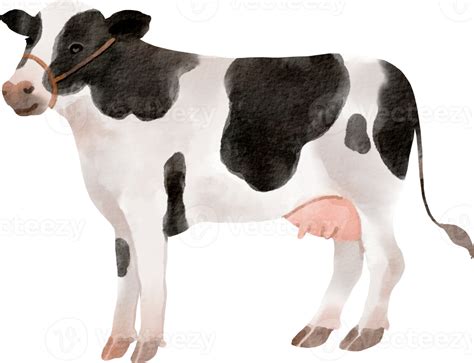 watercolor cow clip art 16541853 PNG