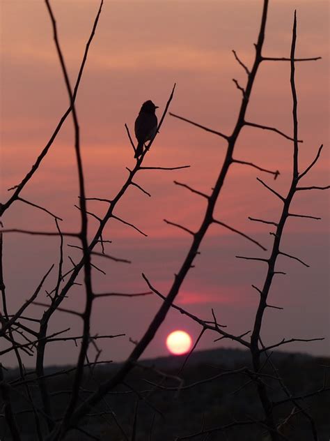 Sunset Bird Silhouette - Free photo on Pixabay - Pixabay