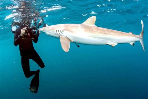 Silky Shark – "OCEAN TREASURES" Memorial Library