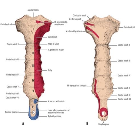 One Year Of Abdominal Pain Gone After One Ultrasound-guided Cortisone Injection