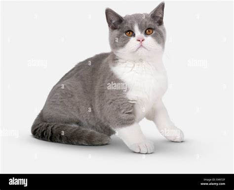 Blue and white British Shorthair Bicolour kitten Stock Photo - Alamy