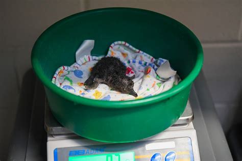 Maryland Zoo celebrates hatching of ‘extremely endangered’ baby penguins - WTOP News