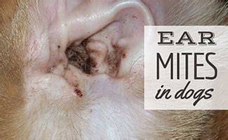 Ear Mites In Dogs: Symptoms, Treatment, Prevention & More