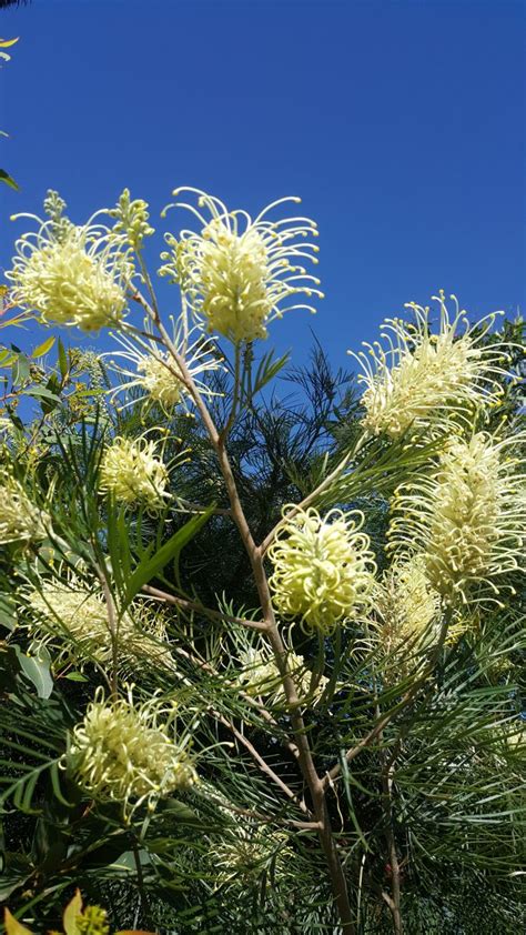 G. Moonlight flowers | Australian Plants Society