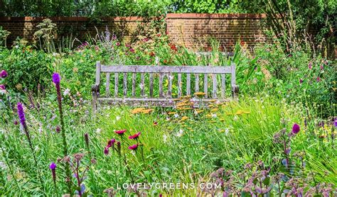 How to grow a Wildflower Cottage Garden - Lovely Greens