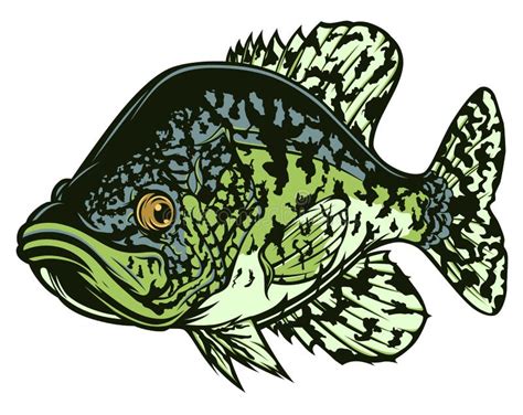 Crappie Fish Svg Free - 365+ Crafter Files - Free SVG Cut Files