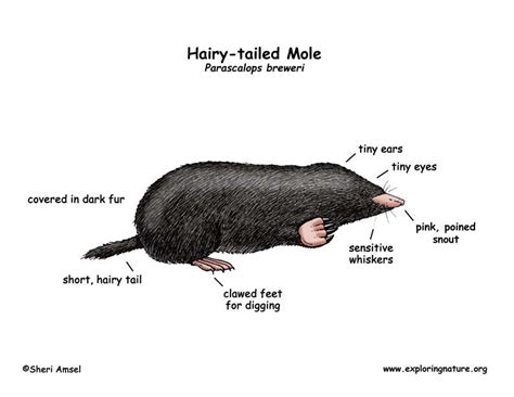 Mole (Hairy-tailed)