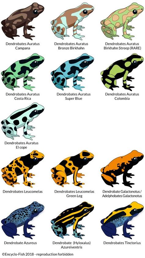 Types Of Dart Frogs - aspca administrative costs