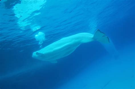 Beluga Whale Adaptations for Almost Everything are Totally Awing ...